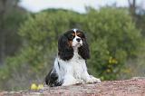 CAVALIER KING CHARLES 146
